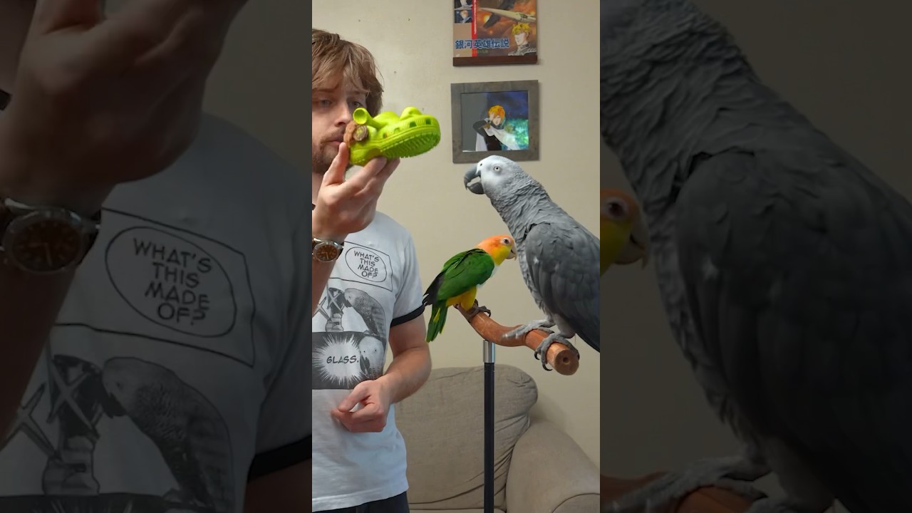 Parrot Learning to Count? 😱