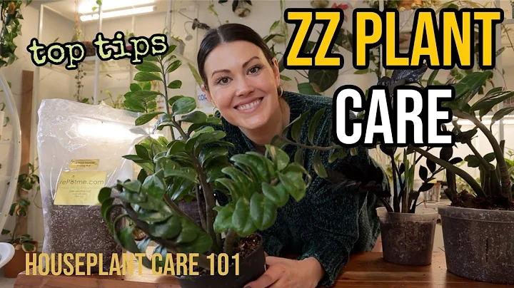 ZZ PLANT CARE (Zamioculcas) - ZZ Watering, Lighting, Repotting, Propagation - Houseplant Care 101