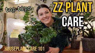 ZZ PLANT CARE (Zamioculcas) - ZZ Watering, Lighting, Repotting, Propagation - Houseplant Care 101 by Plant Life with Ashley Anita 28,252 views 3 months ago 24 minutes