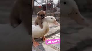 Httpsyoutubecomshortsoqk bac7oasicsefbdhfih0p2gf