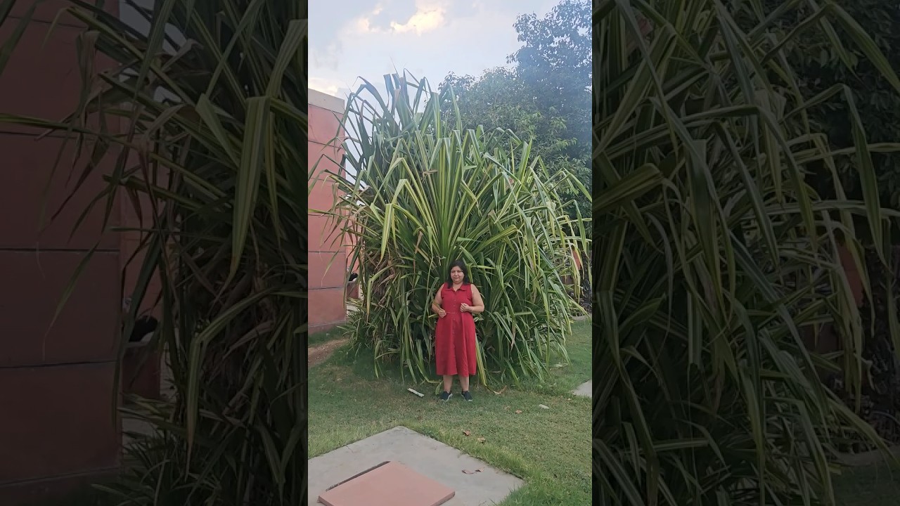 Big Kewda Plant 😍