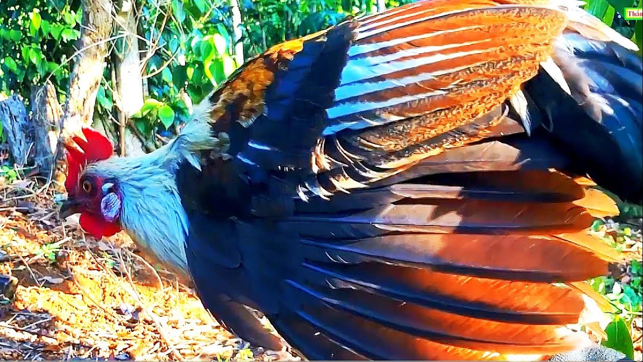 Bẫy được gà rừng chuối cực kỳ quý hiếm II HMT