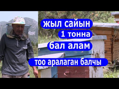 Video: Кантип Казакстанга көчүп барыш керек