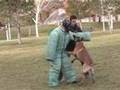 POLICE DOG TRAINING- DEMO FOR LAS VEGAS D.A.'S OFFICE POLICE DOG TRAINING- DEMO FOR LAS VEGAS D.A.'S OFFICE
