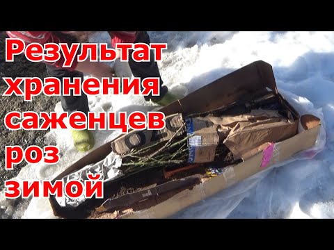 Результат 4-х способов зимнего хранения саженцев роз. Сажать в ОГ рано, что буду делать дальше.