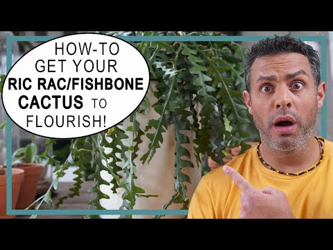 Video: Fishbone Cactus: Yetişdirilən Ric Rac Orchid Kaktus haqqında məlumat