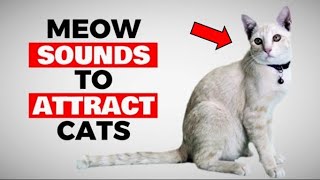 Meows to Attract Cats (Cats Meowing)