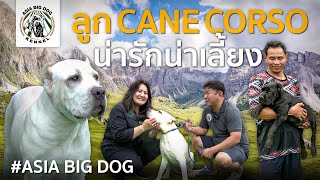 ลูก Cane Corso น่ารัก น่าเลี้ยง # สุนัขนำเข้า