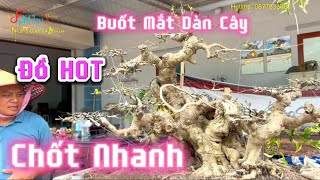 Sang vườn anh Minh Dưỡng mê mẩn ngắm dàn cây mới sửa và cảm nhận sự phục hồi Huyền Phượng Vũ