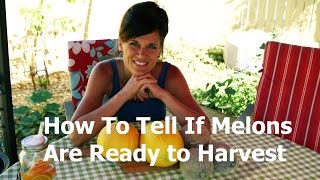 How to Tell if a Melon is Ready to Harvest - Canary Melon (Cantaloupe Family) Harvest!