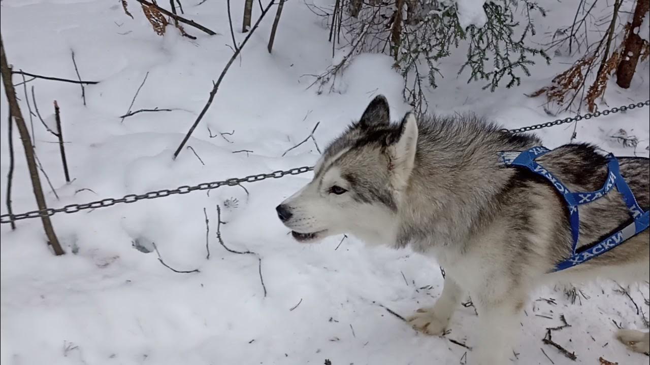 Как отучить хаски выть в отсутствие хозяев. Хаски жалуется. Хаски жалуется. Хаски скалится. Лавка собака.