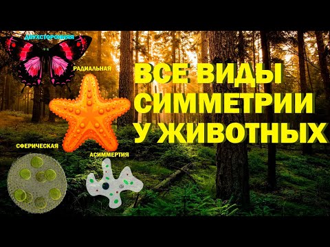 Все виды симметрии у животных