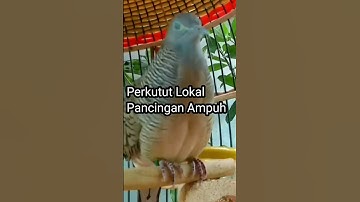 Perkutut Lokal Gacor Pancingan Ampuh