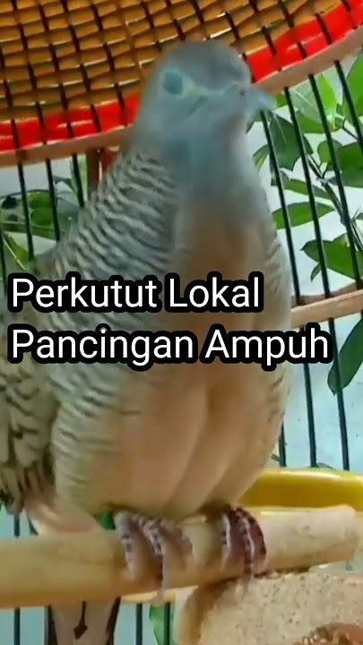 Perkutut Lokal Gacor Pancingan Ampuh