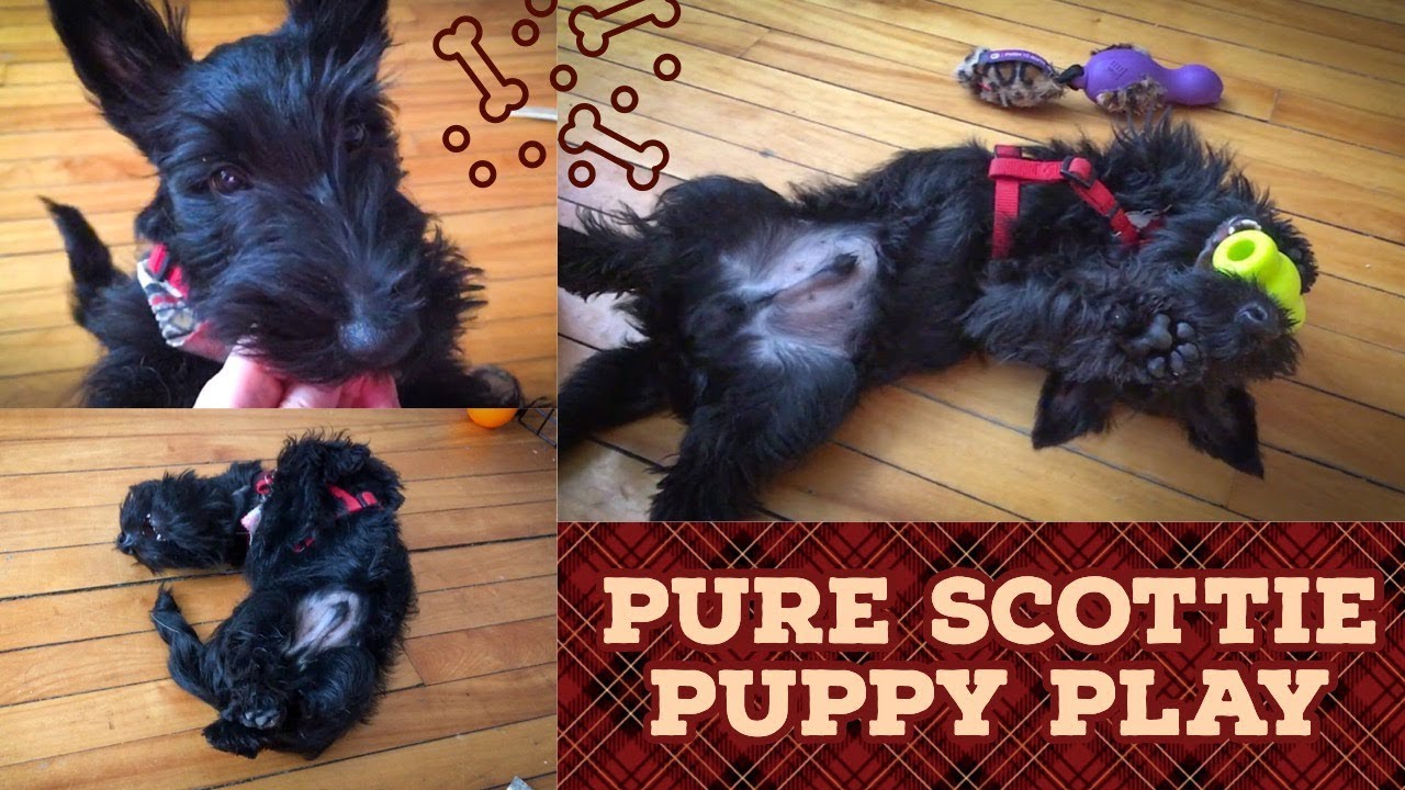 Pure Scottie puppy play | Dec 16 2017 | 4 mos old | Sherlock the Scottie