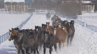雪蹴散らし、馬駆ける 冬場の運動不足解消で