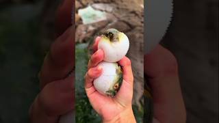Puffer fish: The Ocean's inflatable difender #facts #shorts #ocean_beauty #pufferfish