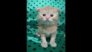 13 млн. Презентация Кота. Шотландские вислоухие. Другое мышление. Новая серия. 13 млн. Презентация Кота. Шотландские вислоухие. Другое мышление. Новая серия.