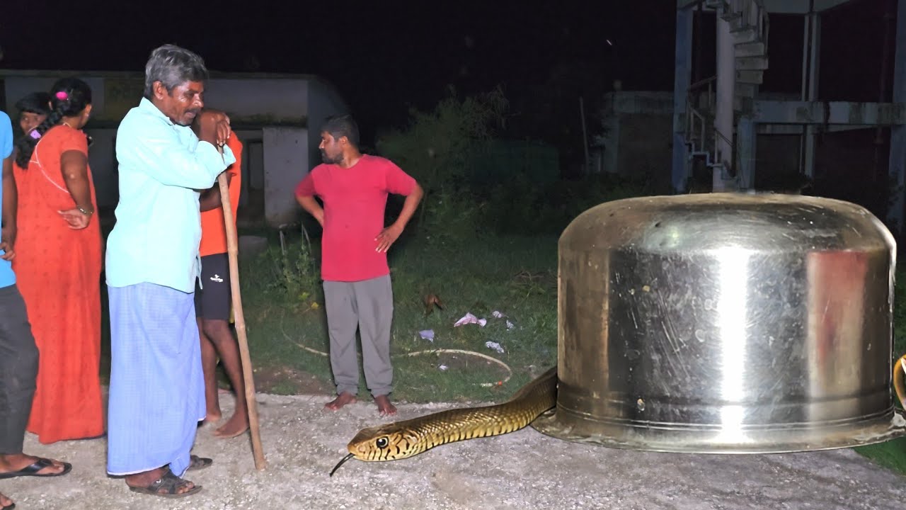 Indian Rat snake Rescue non venomous 