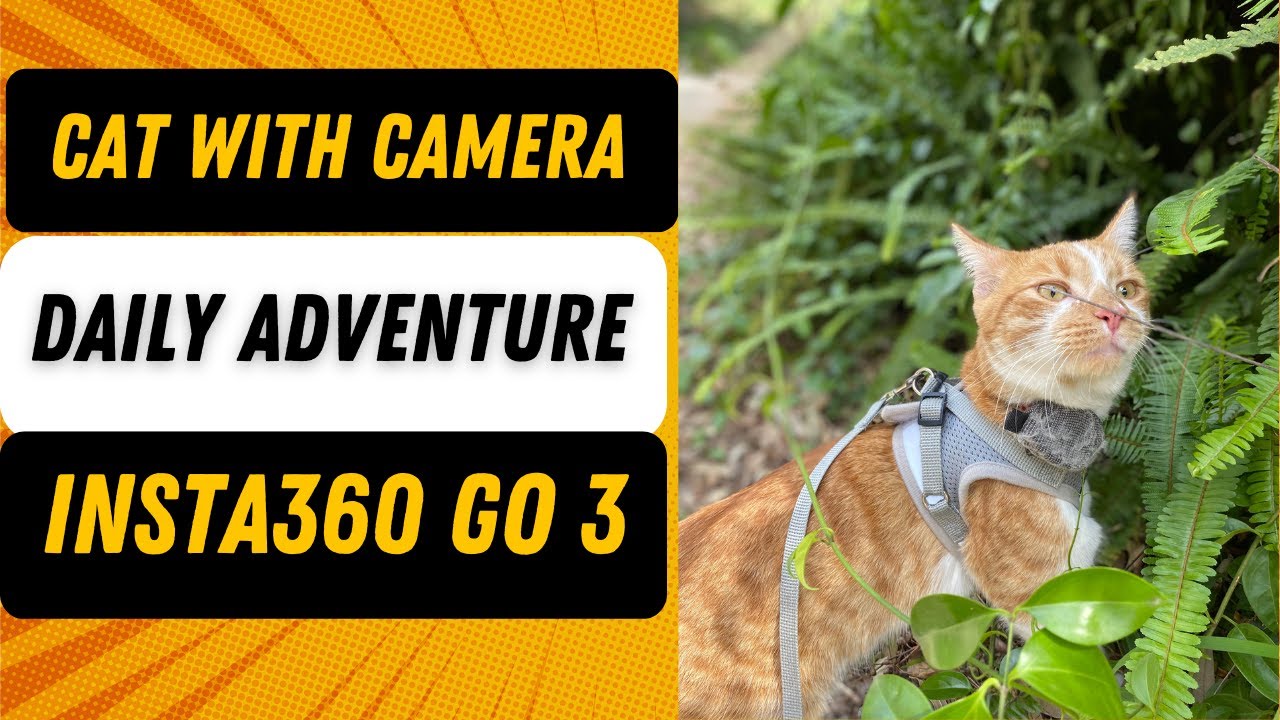 CAT with INSTA360 GO 3 Camera Goes on Adventure | Travel Cat | Action ...
