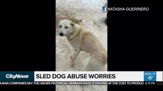Online video sparks concerns about sled dogs at Windrift kennels