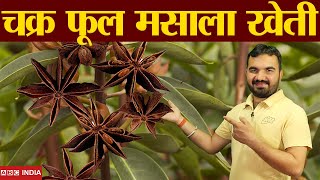 चक्र फूल मसाला की खेती | Star anise farming | Chakar Phool Masala | Star masala ki kheti | in india