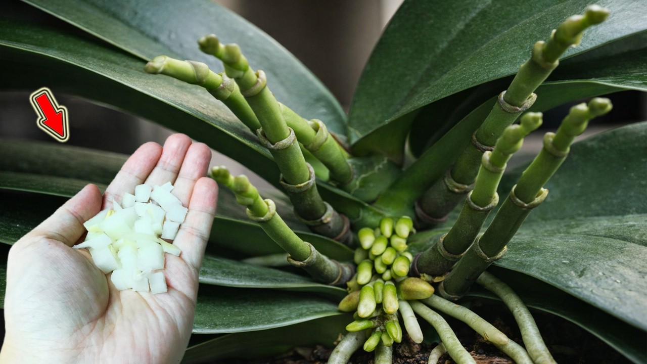 Вставьте 1 саженец у корня! Слабая орхидея будет цвести круглый год, не увядая!