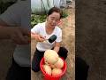 Sweet cucumber natural harvest and fresh cutting #viral #shorts #cucumber #life