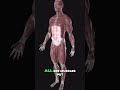 Boost Metabolism 300% with This Secret Calf Muscle! #shorts