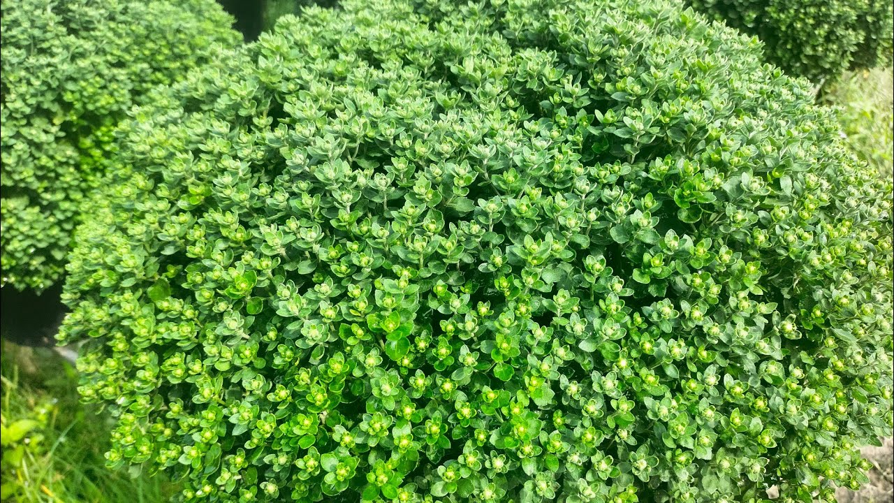 Tưới phân kiềm cho cúc mâm xôi (cúc sớm 24-10al) #flowers #hoatet #garden