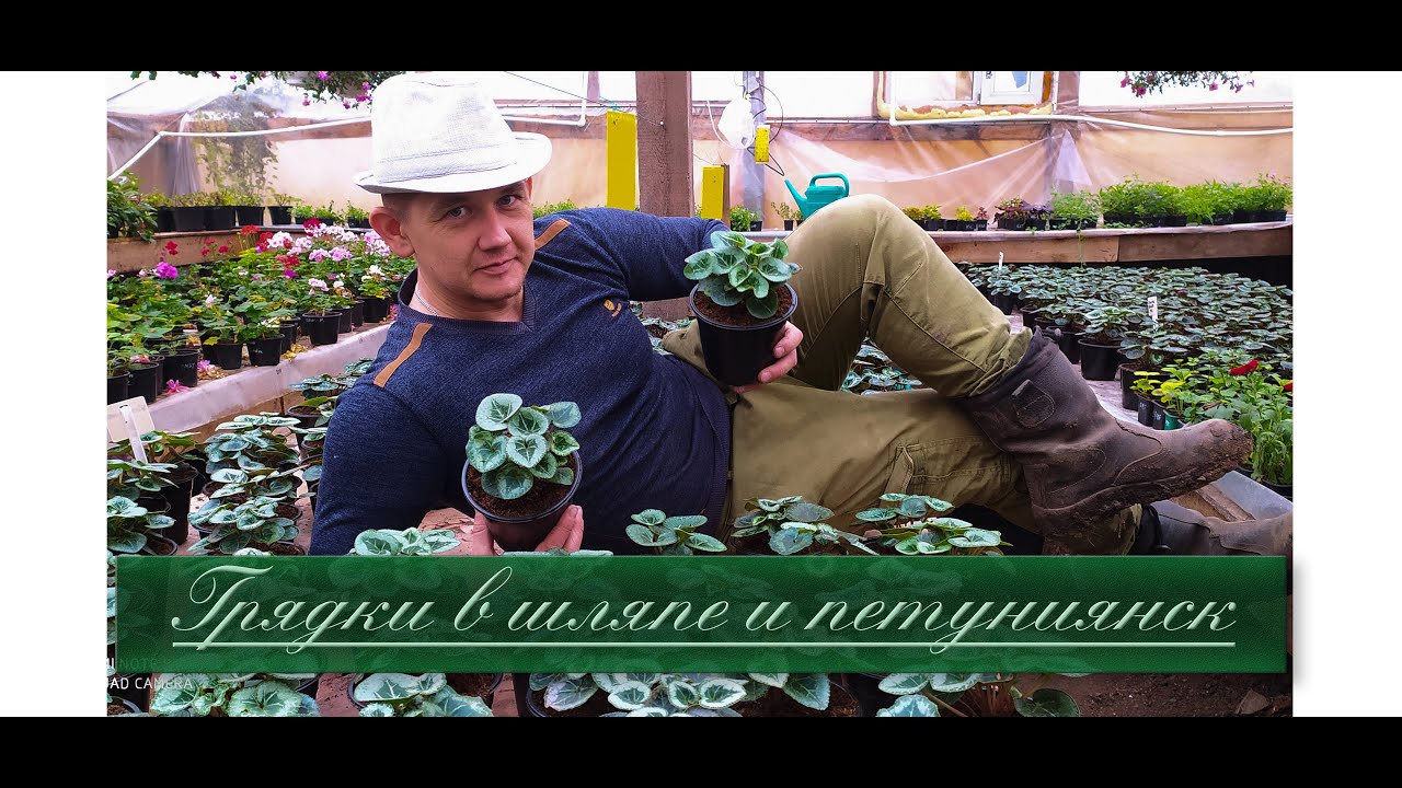 Цикламены. Продолжаем выращивать цикламены к 8 марта.