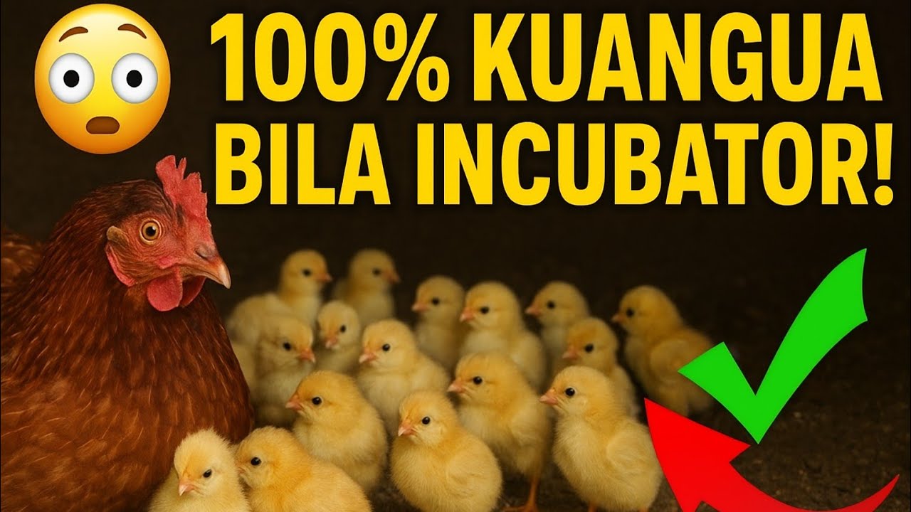 Mbinu ya Kisayans ya Kuku wa Kienyeji Kuangua Vifaranga Kwa Pamoja/Siri Wanayoficha Wafugaji Wakubwa