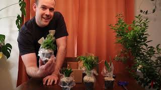 I Bought Live Plants from Temu