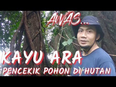 Video: Mengapa pohon ara mengeluarkan kulit kayu?