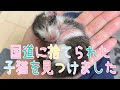 国道で生まれたばかりの子猫を保護しました　I protected a kitten that was just born on the national highway#子猫#ねこのいる生活 #保護猫