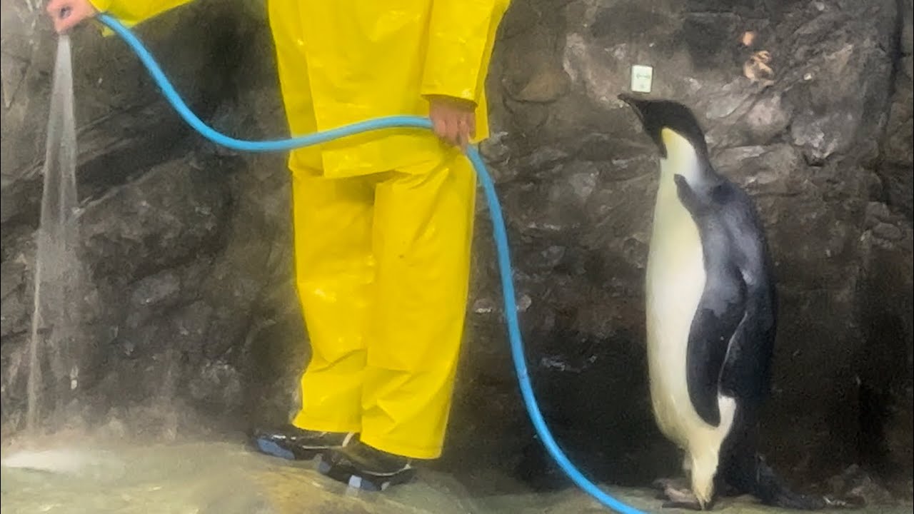 飼育員さんの近くに居たいエンペラーペンギン043番ちゃん【アドベンチャーワールド】2023.2.12