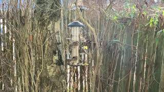 Wildlife World matare för fågelfrö - rostfritt video- Wildlife World matare för fågelfrö - rostfritt video-