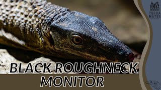 Adventure With The Black Roughneck Monitor Var Rudicollis Majesty In Lizard Marvels