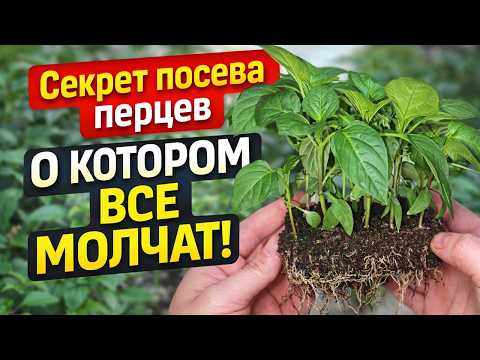 Секрет посева перца, о котором все молчат, Жалею, что раньше об этом не знала!