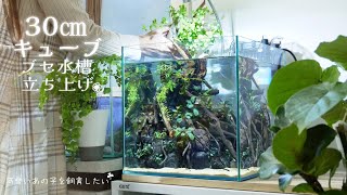 30cmキューブ ブセ水槽立ち上げ！小型水槽で陰性水草レイアウト❀アクアリウム Aquarium.