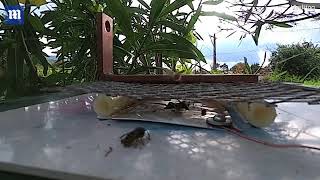 Moment an unsuspecting wasp EXPLODES in slo mo on bug zapper