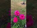 🌹🌸 #garden #rose #love #flowers