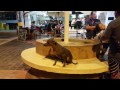 Peruvian hairless dog Inca Orchid in Paracas の動画、YouTube動画。