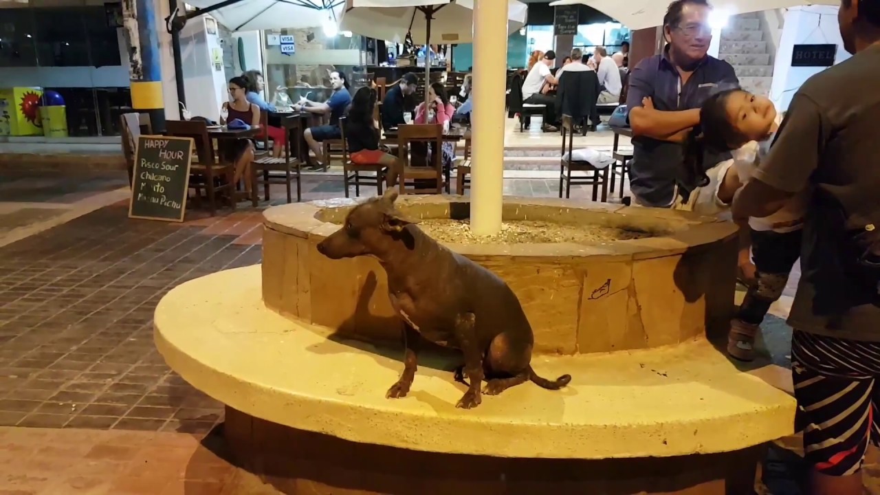 Peruvian hairless dog Inca Orchid in Paracas