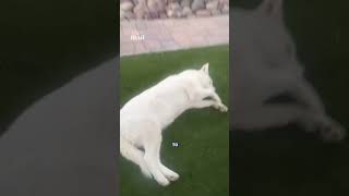 Owner panics as snake heads for his dog