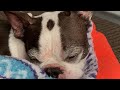 Sleepless Boston Terrier Episode 16
