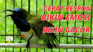 PANCINGAN SOGON GACOR MEMANGGIL LAWAN‼️Pancingan SOGON agar Emosi # PART 269