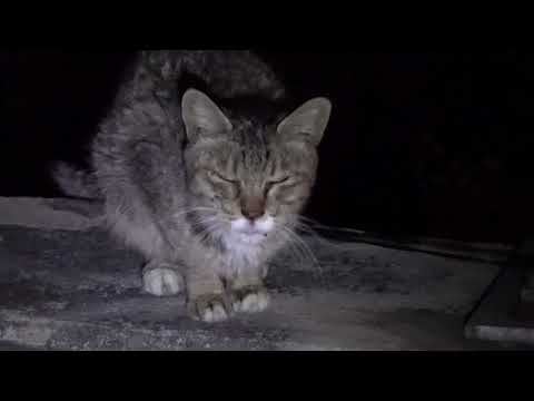 <strong>한옥마을에서</strong> 만난 길냥이에게 과자주기...Giving snacks to street cats I met in Jeonju Hanok Village....全州韓屋村.,,.KOREA