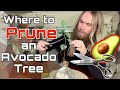 Where To Prune An Avocado Tree? How to find a node. | Ask Scott