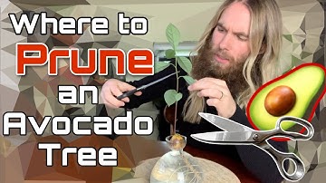 Where To Prune An Avocado Tree? How to find a node. | Ask Scott